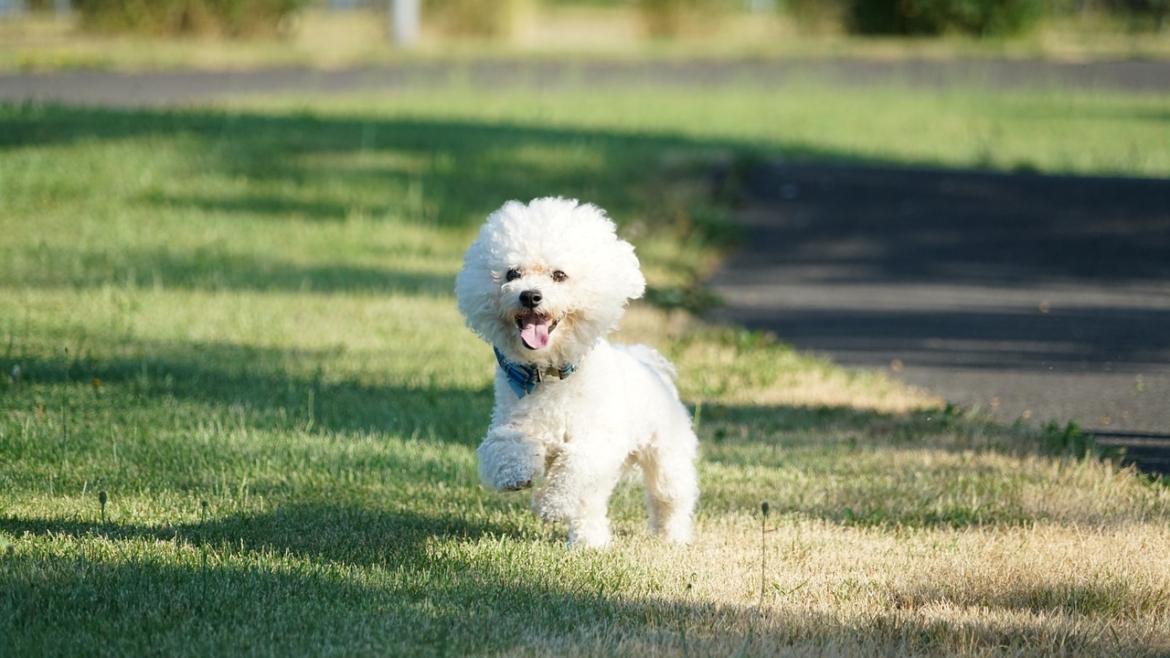 Bichon Maltés