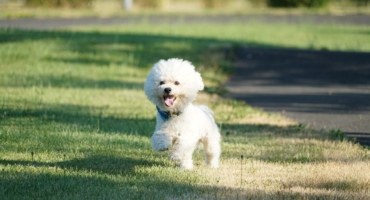 Bichon Maltés