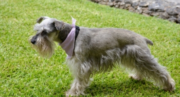 Schnauzer