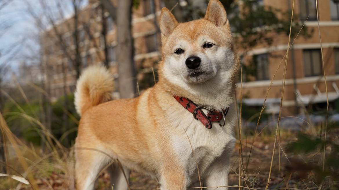 Shiba inu