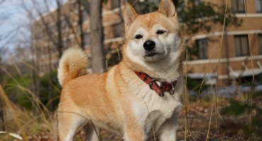 Shiba inu