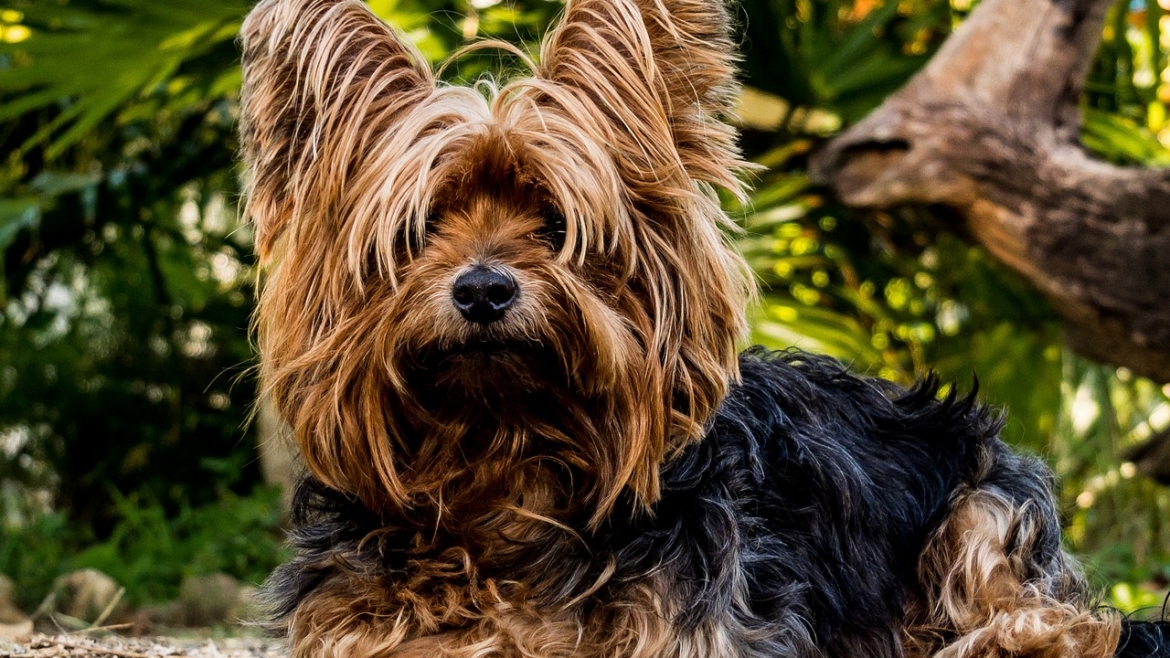 Yorkshire Terrier