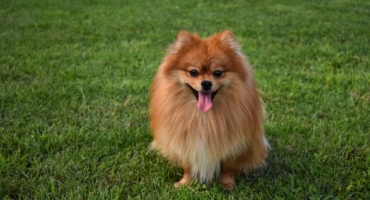 Pomerania